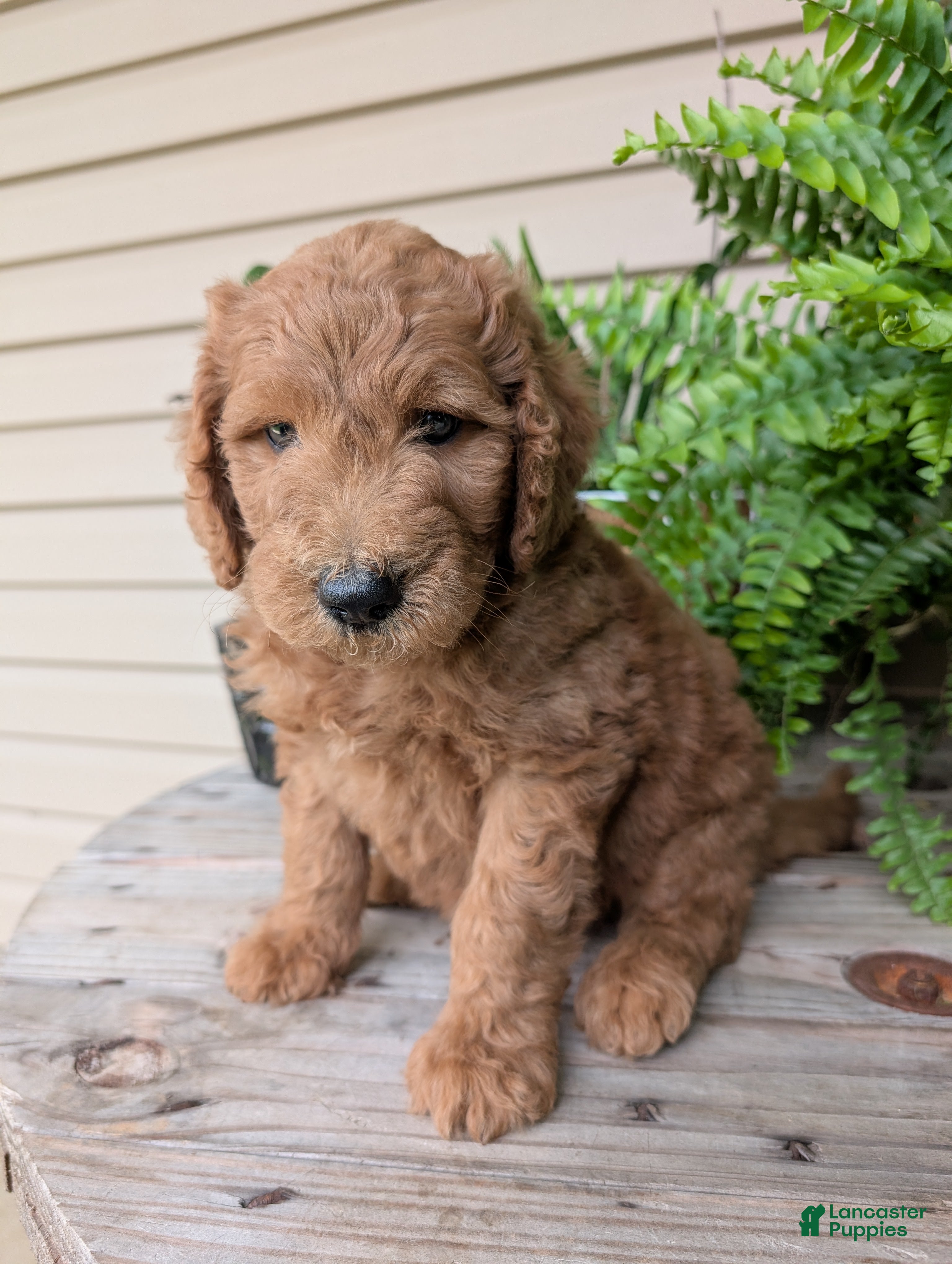 Goldendoodle dogs Lincoln  - Ad 2