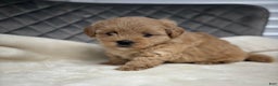 Maltipoo dogs for sale: Sofia - Ad 11