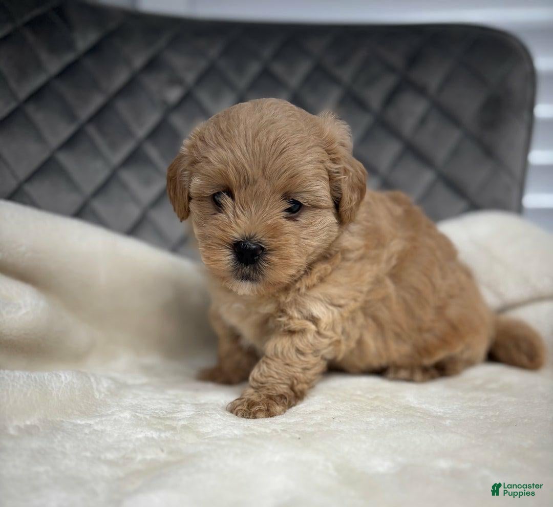 Maltipoo dogs for sale: Sofia - Ad 11