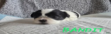 Bandit
