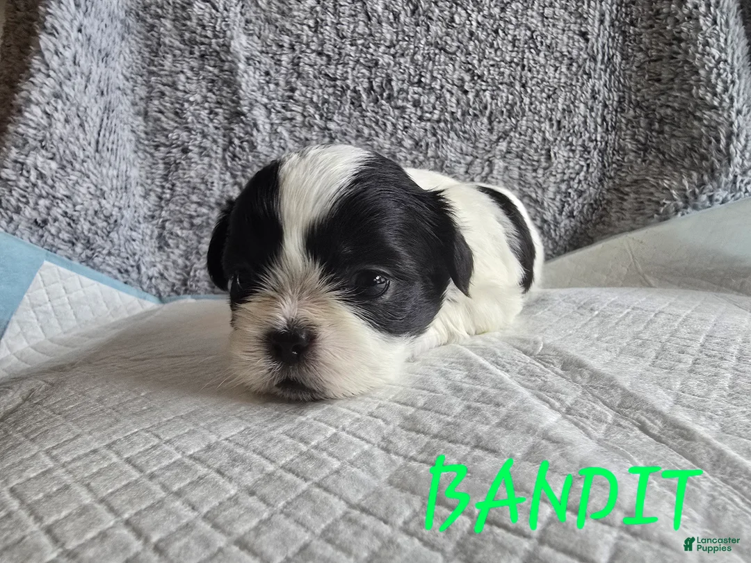 Shih Tzu dogs for sale: Bandit - Ad 1