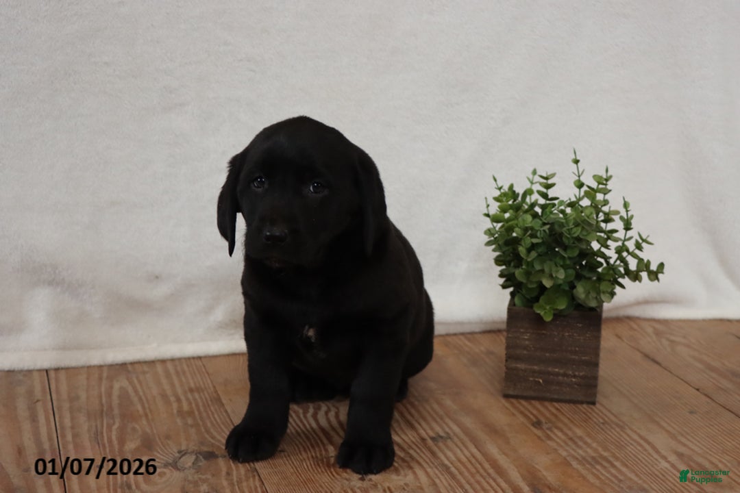Labrador Retriever dogs for sale: Penny - Ad 3