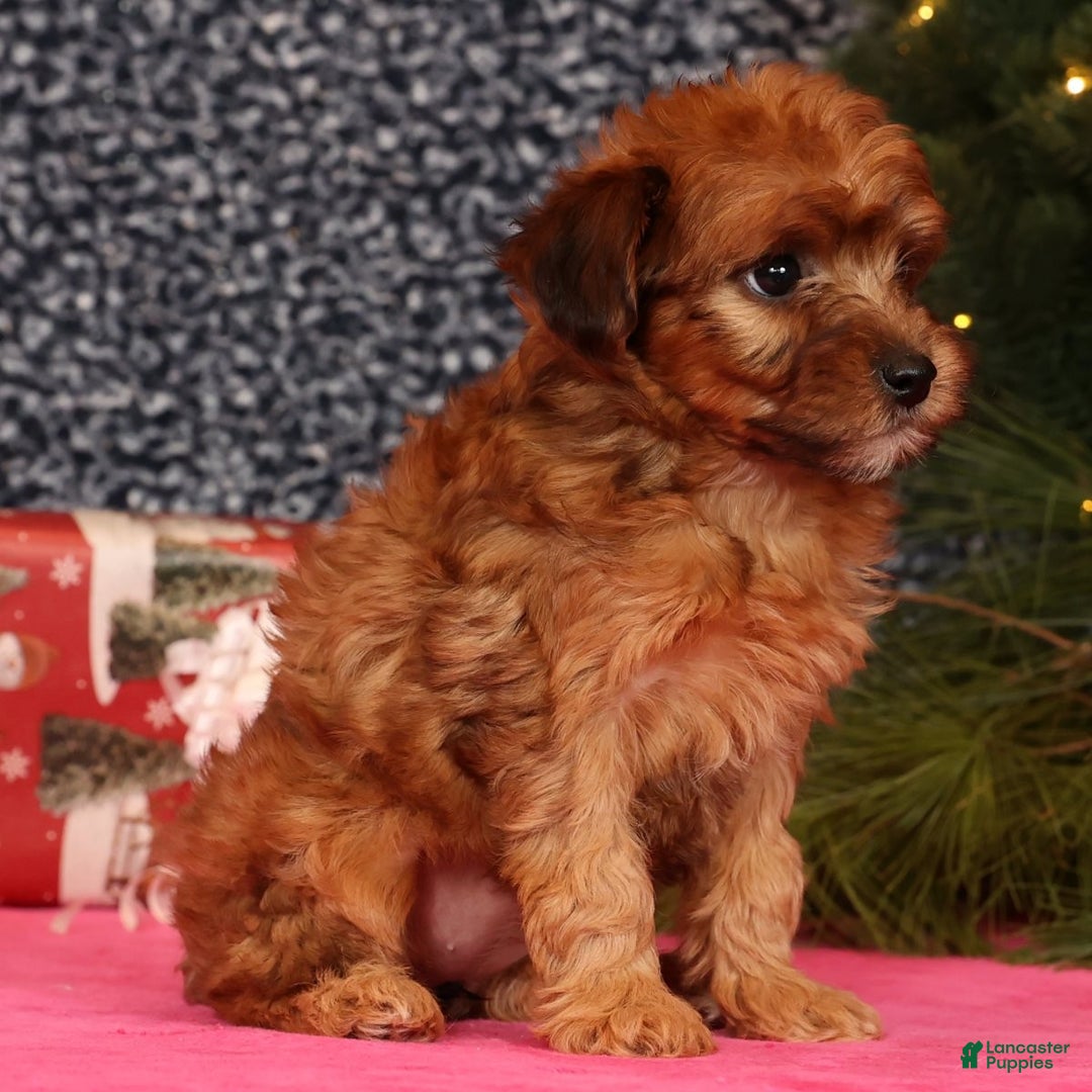 Yorkiepoo dogs for sale: Melanie - Ad 9