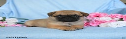 Pug dogs for sale: Gracie - Ad 2