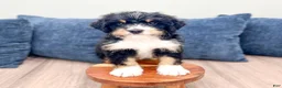 Mini Bernedoodle dogs for sale: Jasper - Ad 8