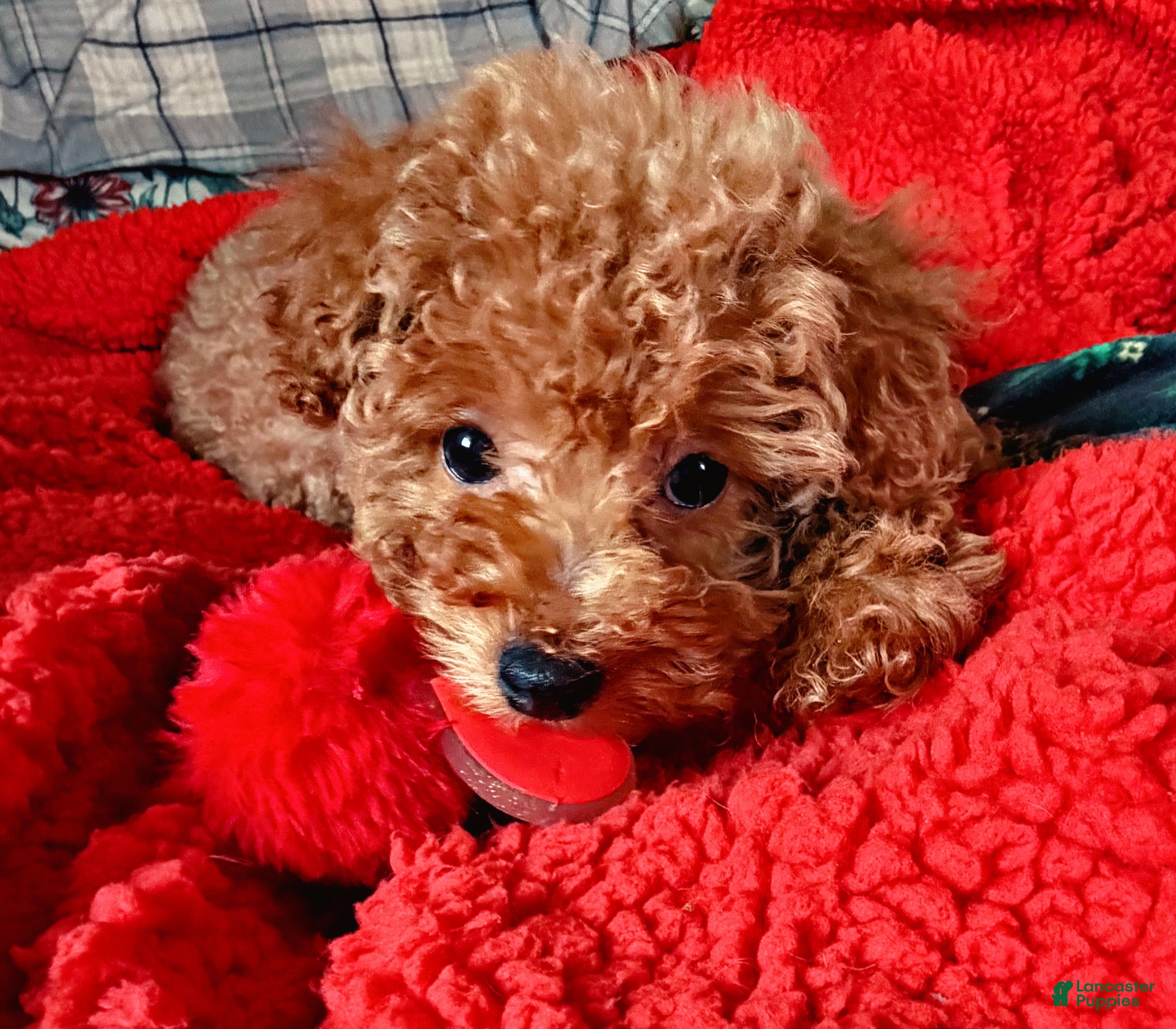 Toy Poodle dogs Scarlet - Ad 42