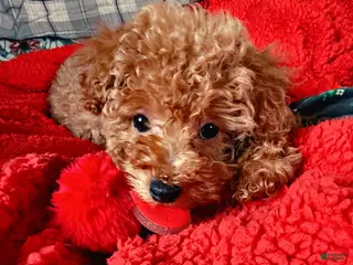Toy Poodle dogs Scarlet - Ad 42