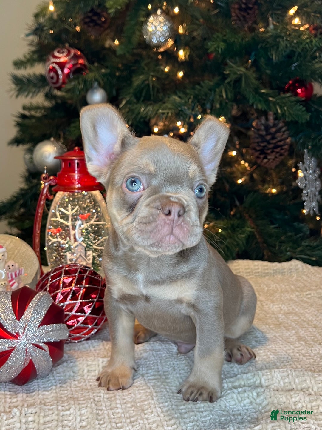 French Bulldog dogs for sale: Ollie Akc - Ad 4