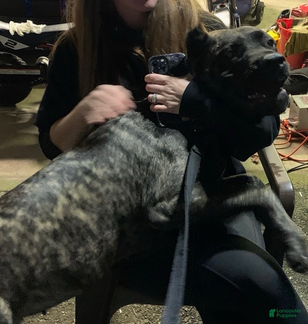 Cane Corso dogs for sale: Cane Corso Puppy 2 - Ad 2