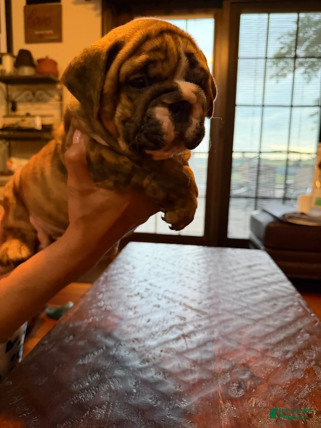 English Bulldog dogs for sale: Puppy 4 - Ad 2