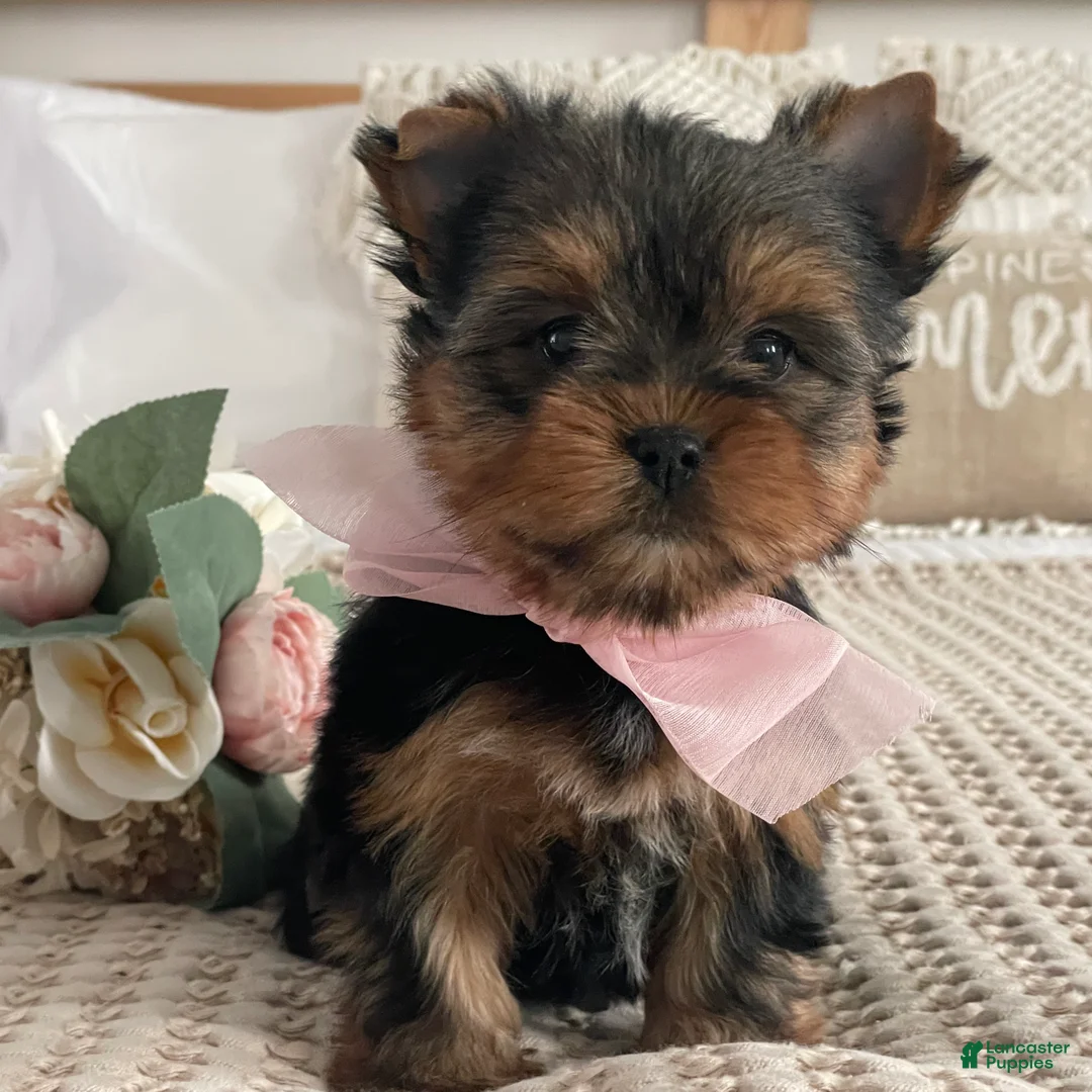 Yorkshire Terrier dogs for sale: Nita - Ad 11