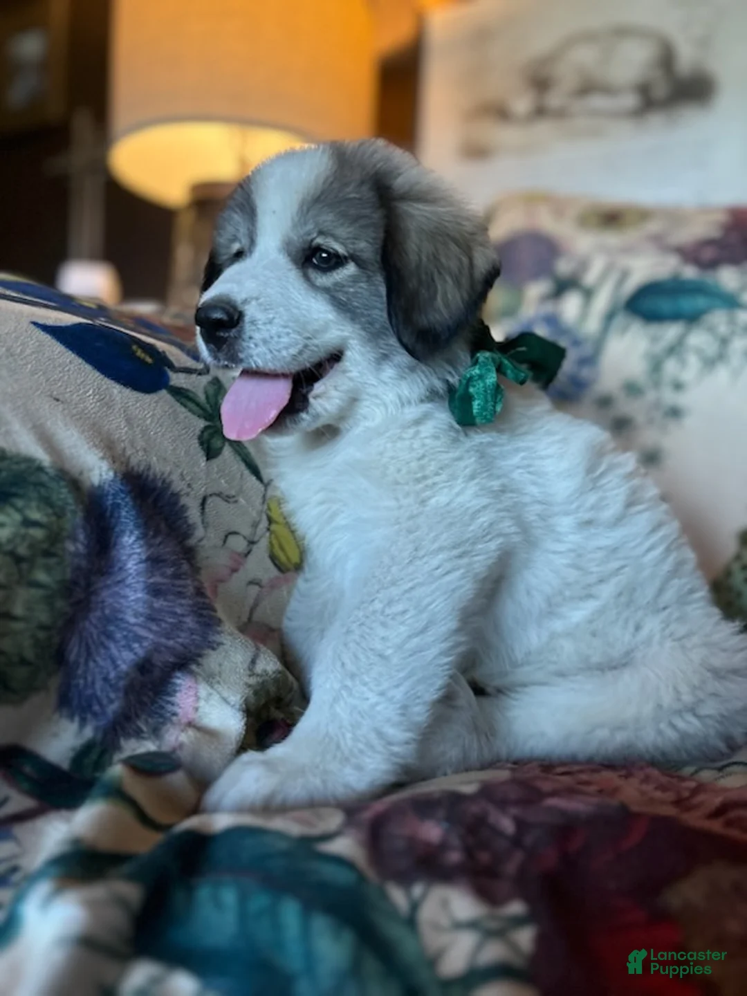 Great Pyrenees dogs for sale: Wilson - Ad 6