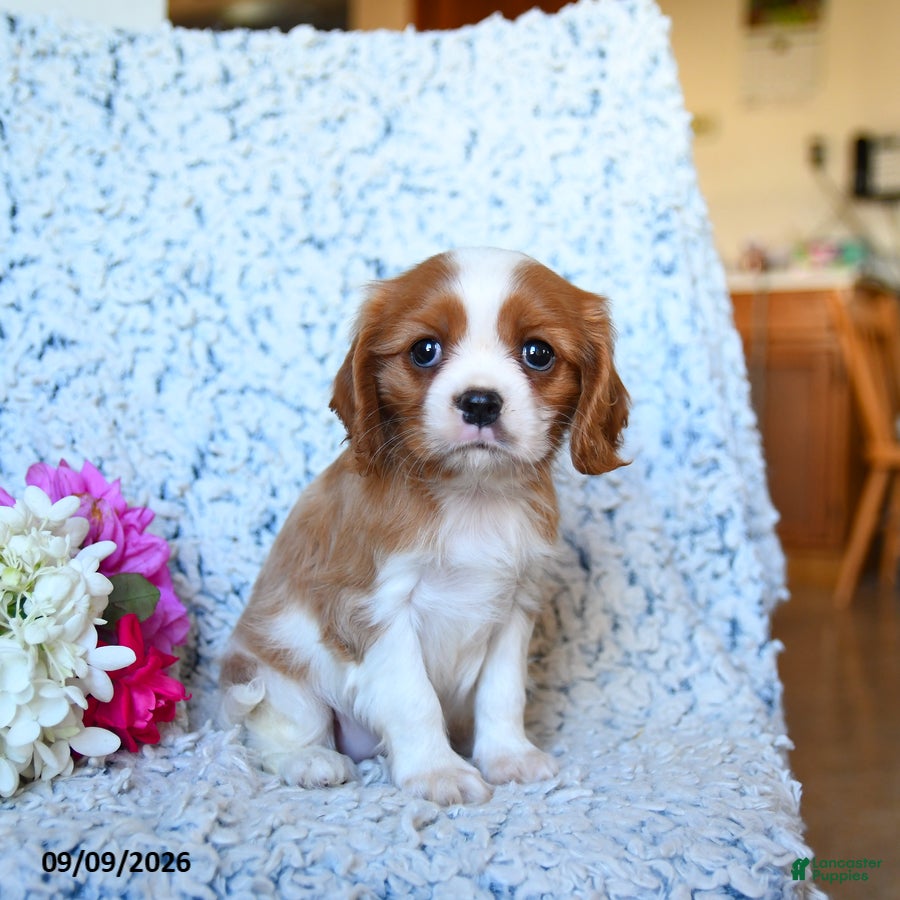 Cavalier King Charles Spaniel dogs Zoomer - Ad 2