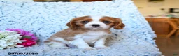 Cavalier King Charles Spaniel dogs for sale: Zoomer - Ad 2