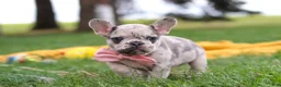 French Bulldog dogs for sale: Lottie - Ad 9