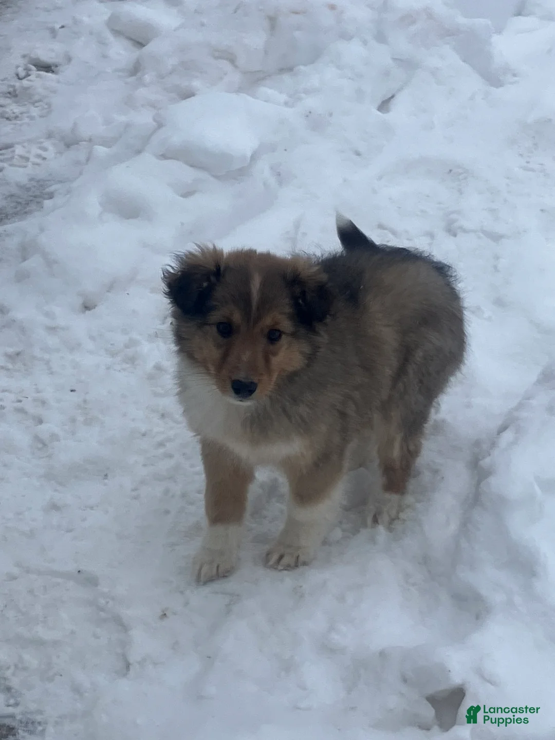 Mixed Breed dogs for sale: Shelly - Ad 2