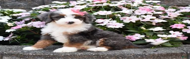 Brinxly