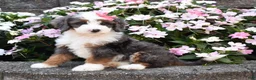 Mini Bernedoodle dogs for sale: Brinxly - Ad 1