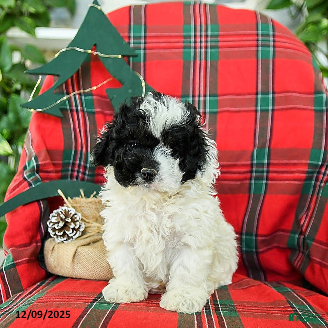 Cockapoo dogs for sale: Smokey - Ad 2