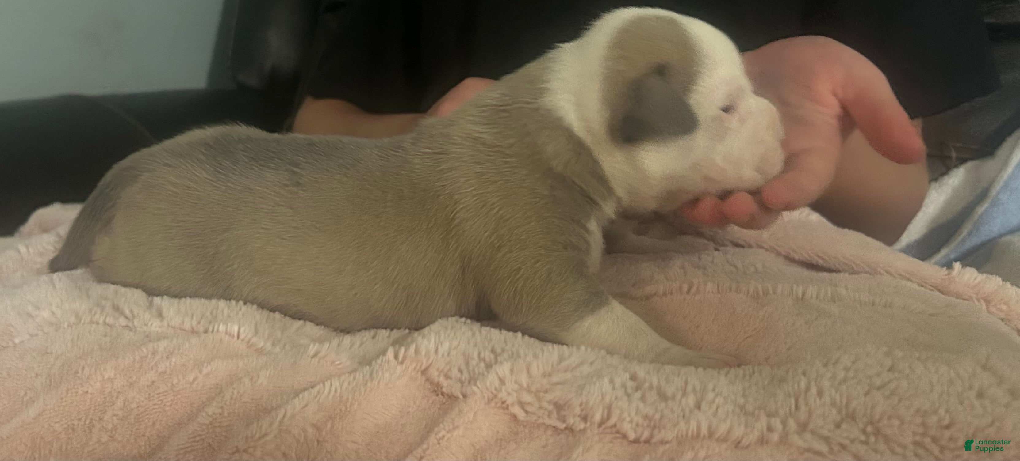 American Bully dogs for sale: Bailey  - Ad 2