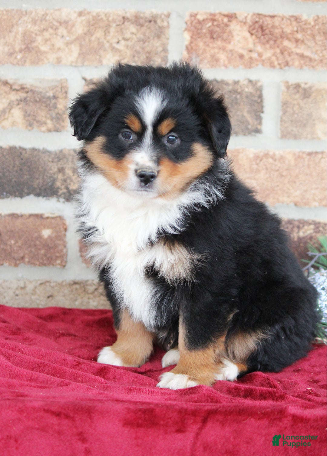 Miniature Australian Shepherd dogs for sale: Milo - Ad 4