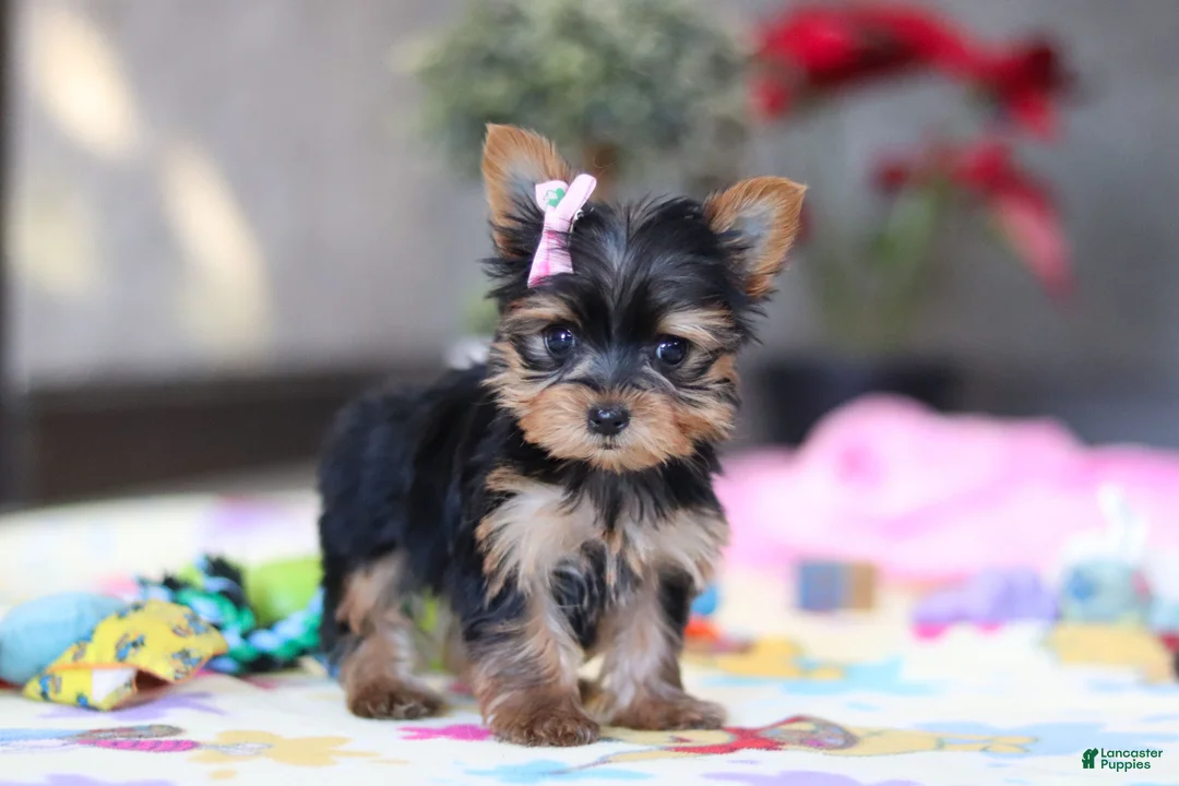 Yorkshire Terrier dogs for sale: Saige - Ad 9