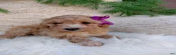 Bichpoo dogs for sale: Violet  - Ad 4