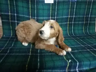 Mixed Breed dogs Homer - Ad 41