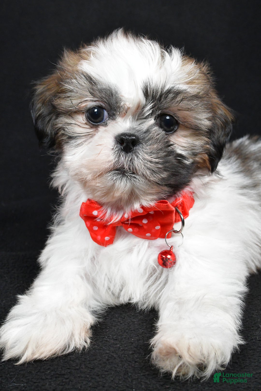 Shih Tzu dogs for sale: Kobe - Ad 5