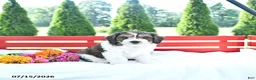 Cavapoo dogs for sale: Lincoln - Ad 3