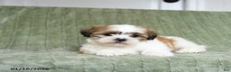 Shih Tzu dogs for sale: Gypsy - Ad 3