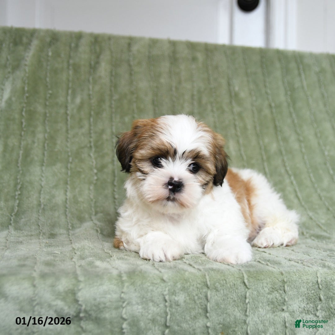 Shih Tzu dogs for sale: Gypsy - Ad 3