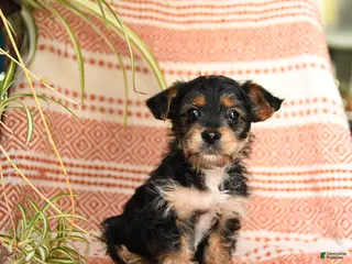 Yorkiepoo dogs Ruckus - Ad 19