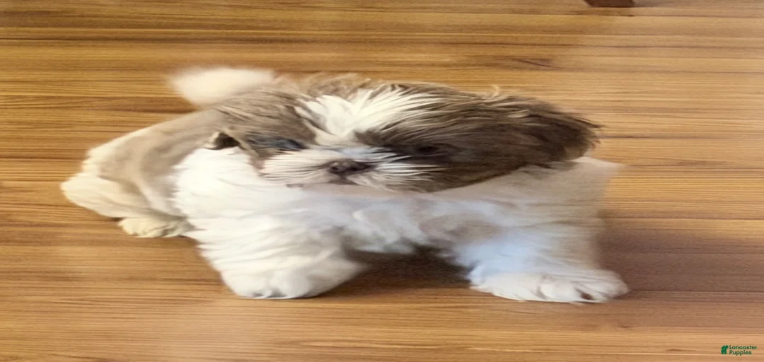 Gallery Image {{count}}