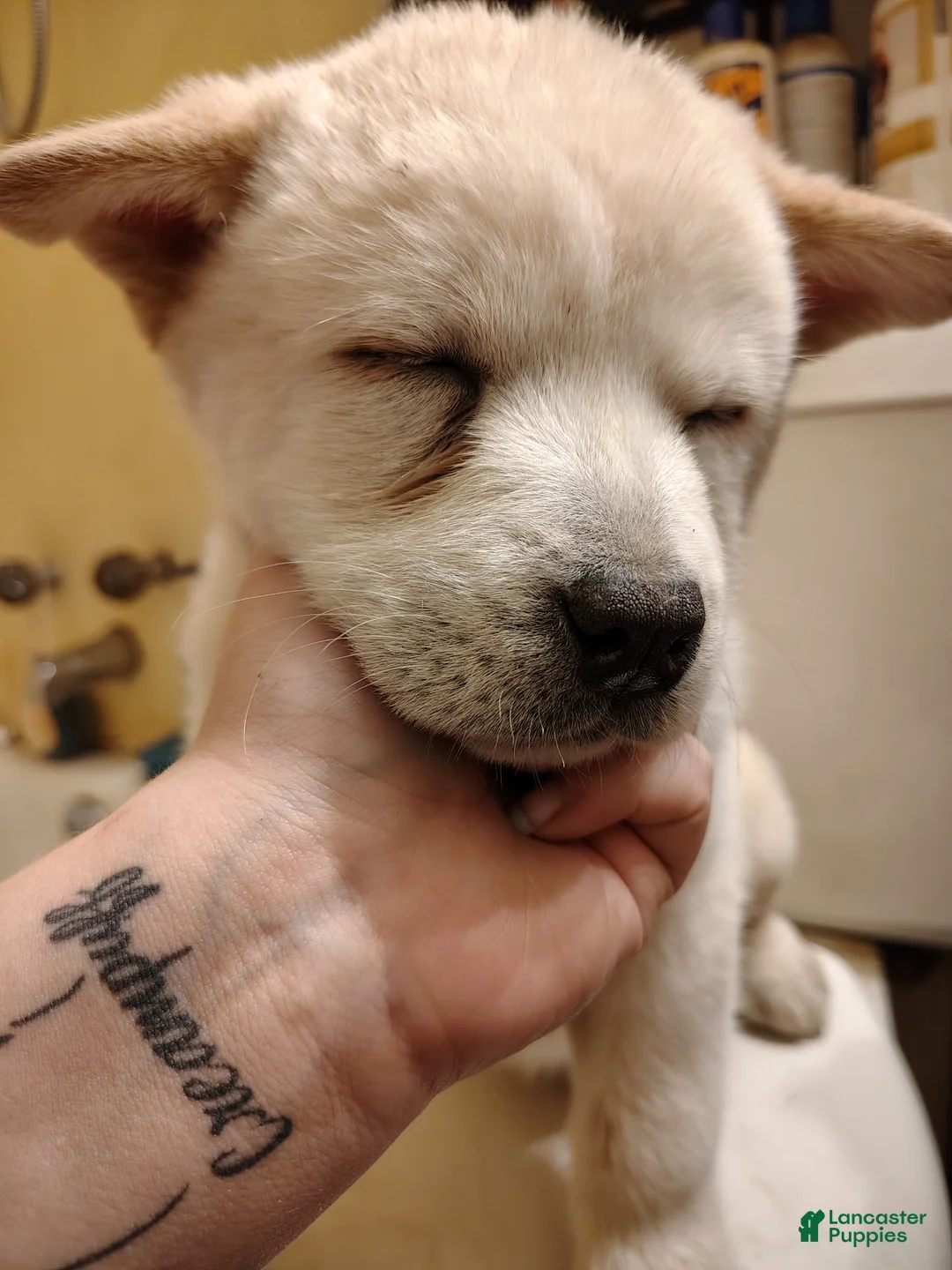 Chow Chow dogs for sale: Chow Chow 3 - Ad 1