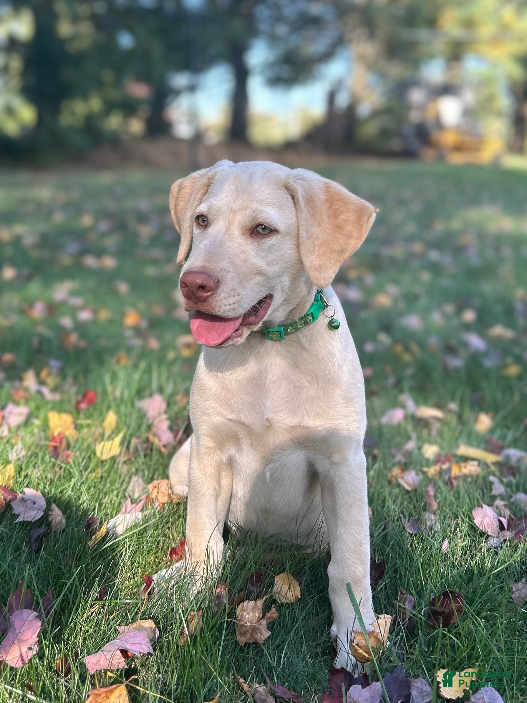 Labrador Retriever dogs Oakley  - Ad 2