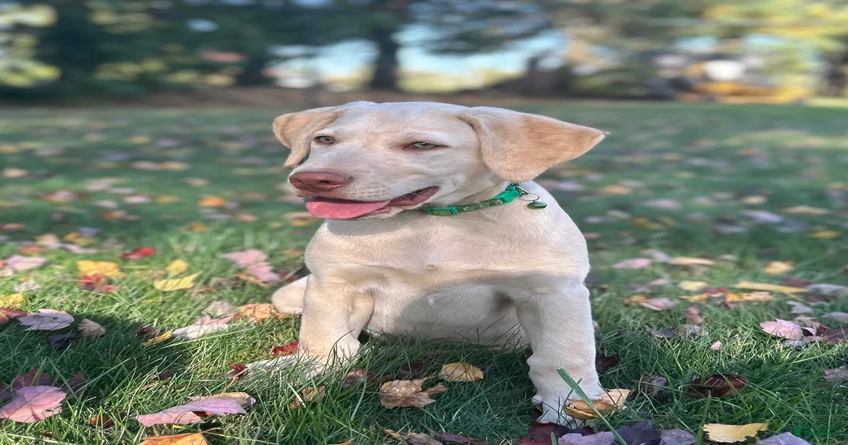 Labrador Retriever Puppies for sale in Berea, Kentucky | Lancaster Puppies