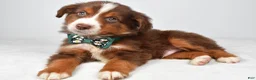 Miniature Australian Shepherd dogs for sale: Captain  - Ad 8