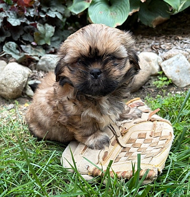Shih Tzu dogs Casi - Ad 1