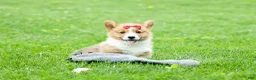 Welsh Corgi Pembroke dogs for sale: Legend  - Ad 11