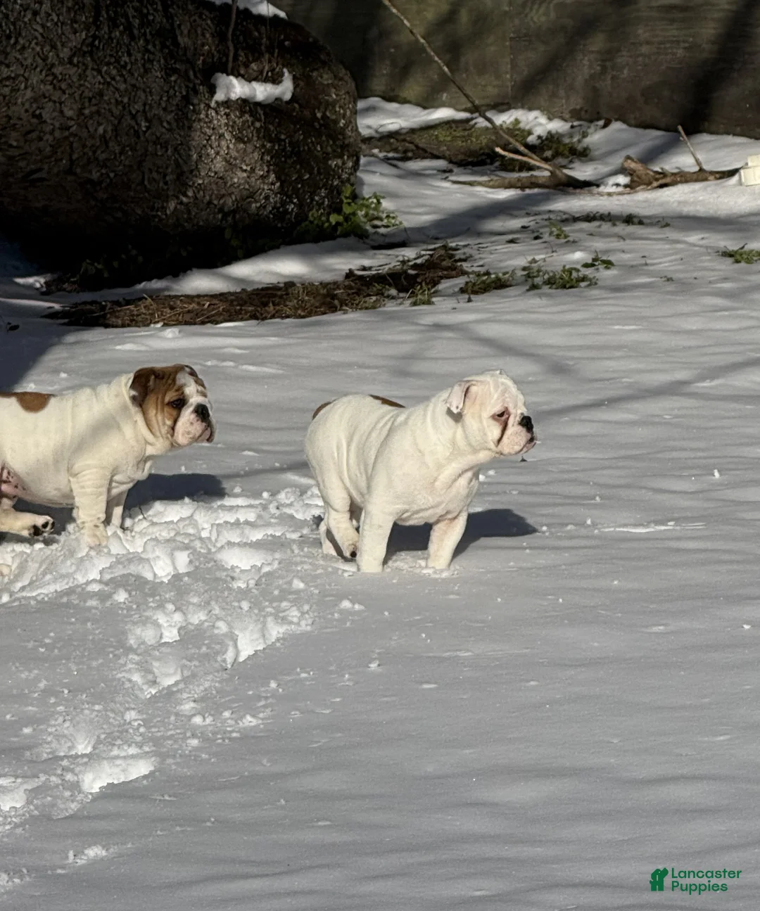 English Bulldog dogs for sale: Heartly - Ad 8