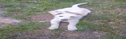 German Shepherd dogs for sale: Ghost - Ad 6