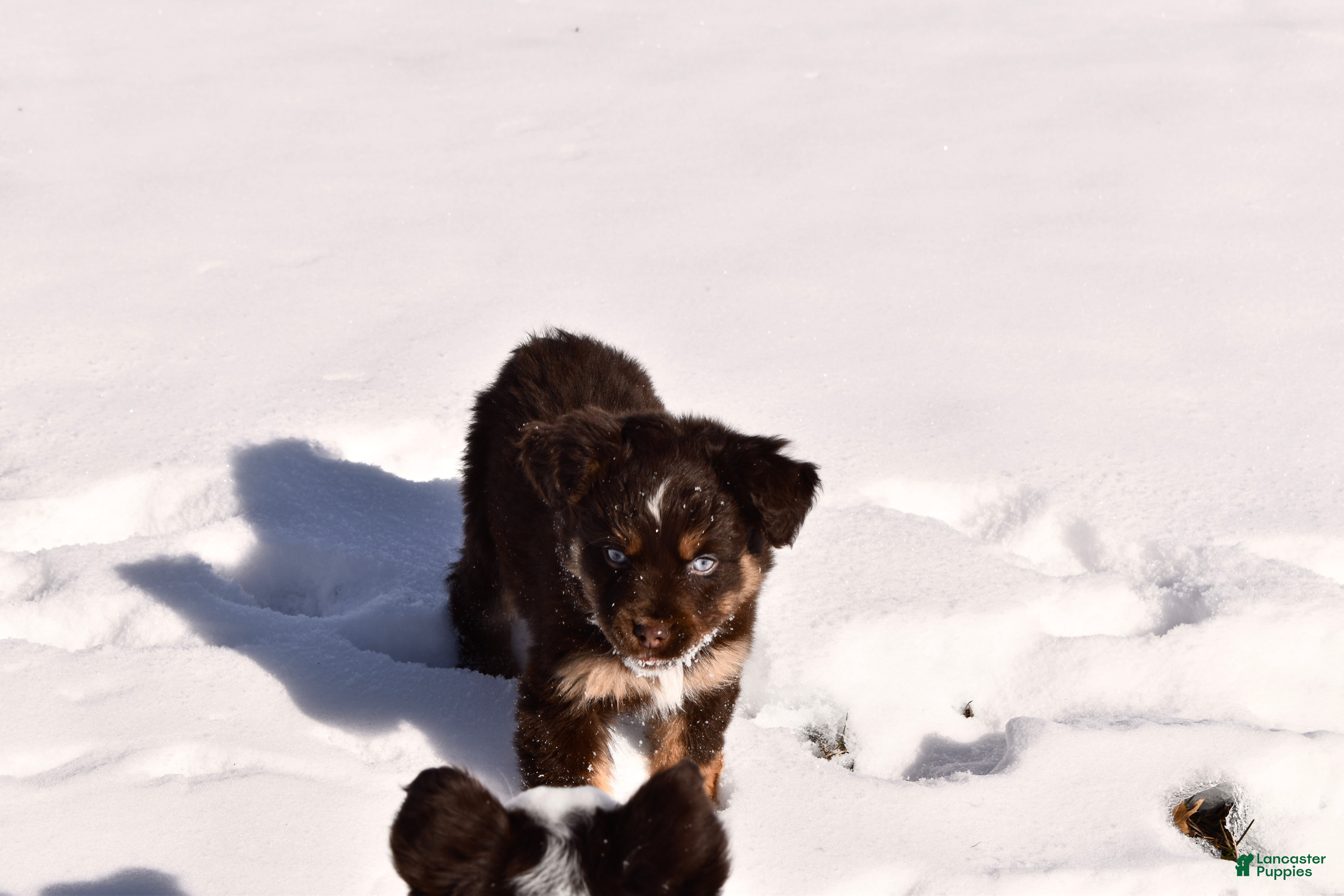 Miniature Australian Shepherd dogs Miniature Australian Shepherd Puppy 4 - Ad 4