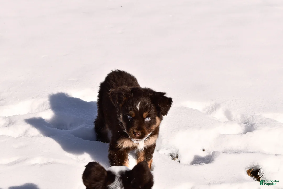 Miniature Australian Shepherd dogs for sale: Miniature Australian Shepherd Puppy 4 - Ad 1