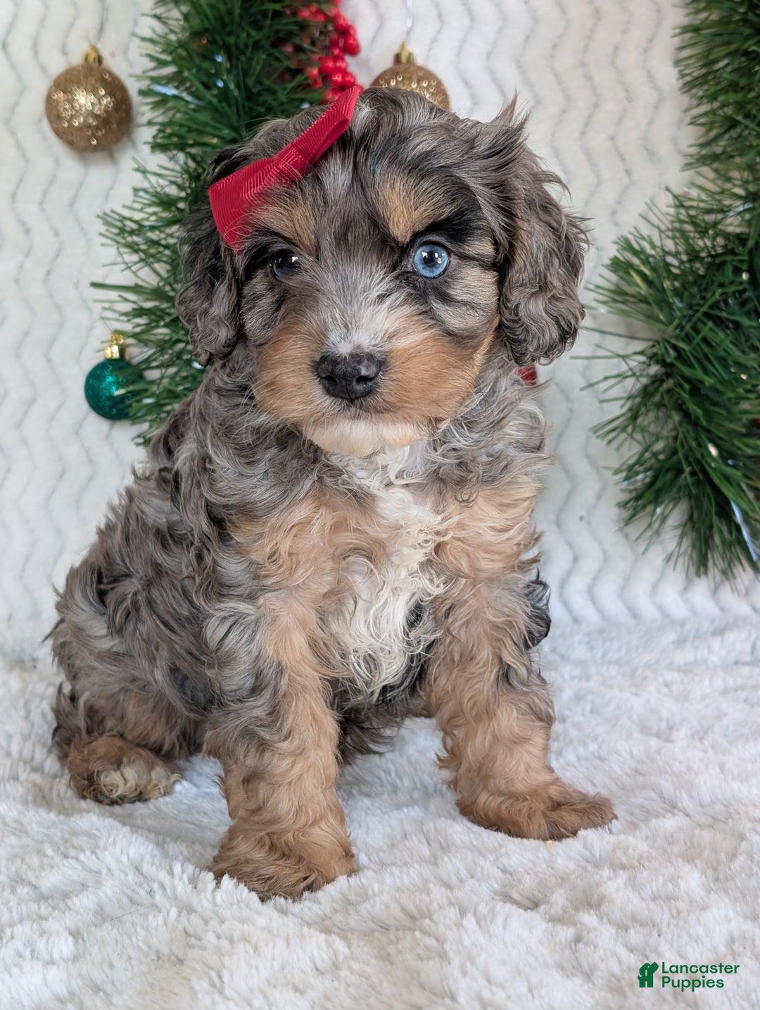 Cavapoo dogs for sale: Nemo - Ad 19