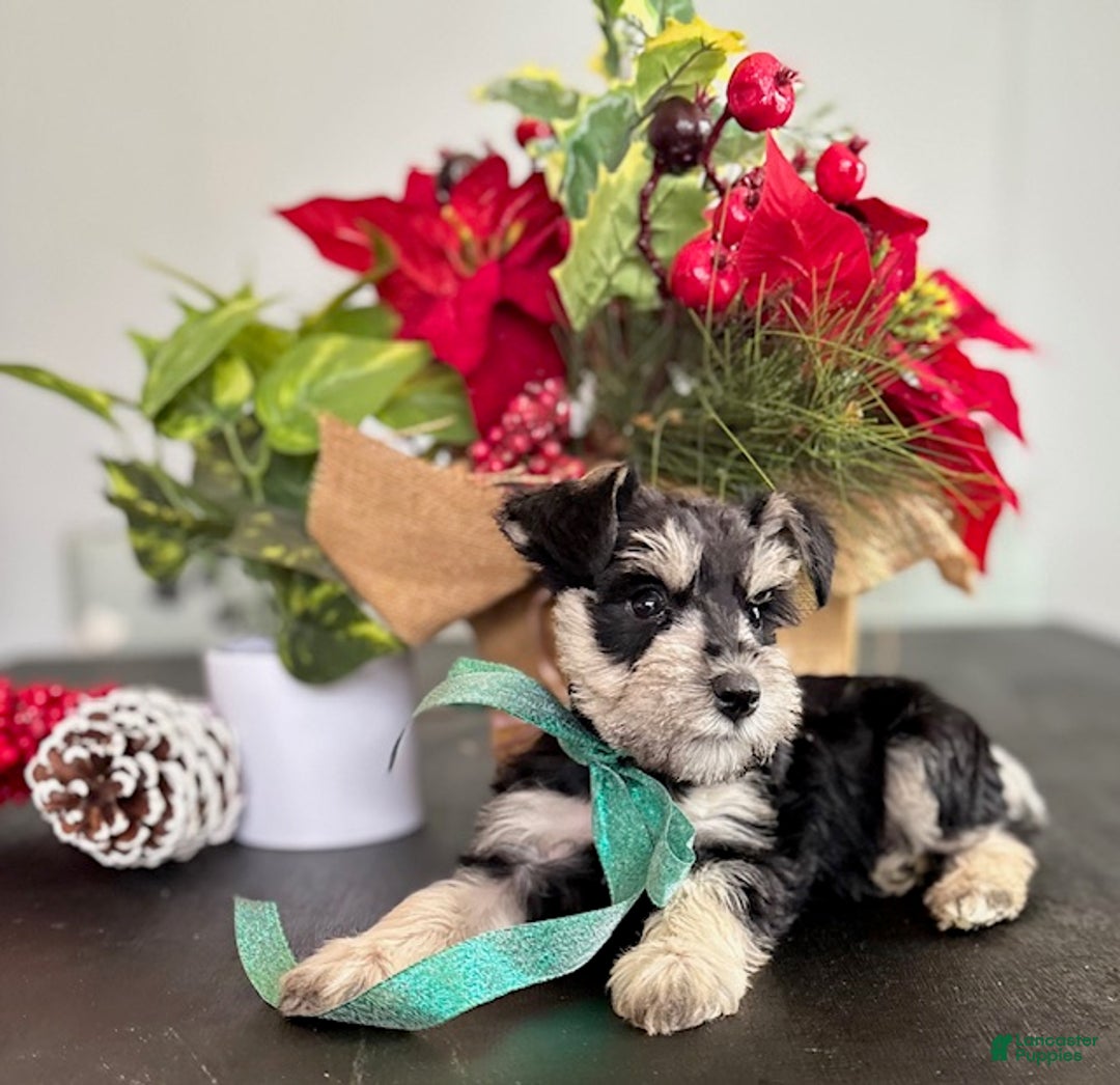 Miniature Schnauzer dogs for sale: Sparky - Ad 11
