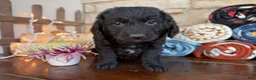 Mixed Breed dogs for sale: O’Henry (Boy) - Ad 3