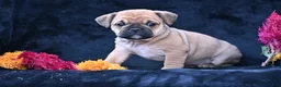 Mixed Breed dogs for sale: Princess - Ad 2