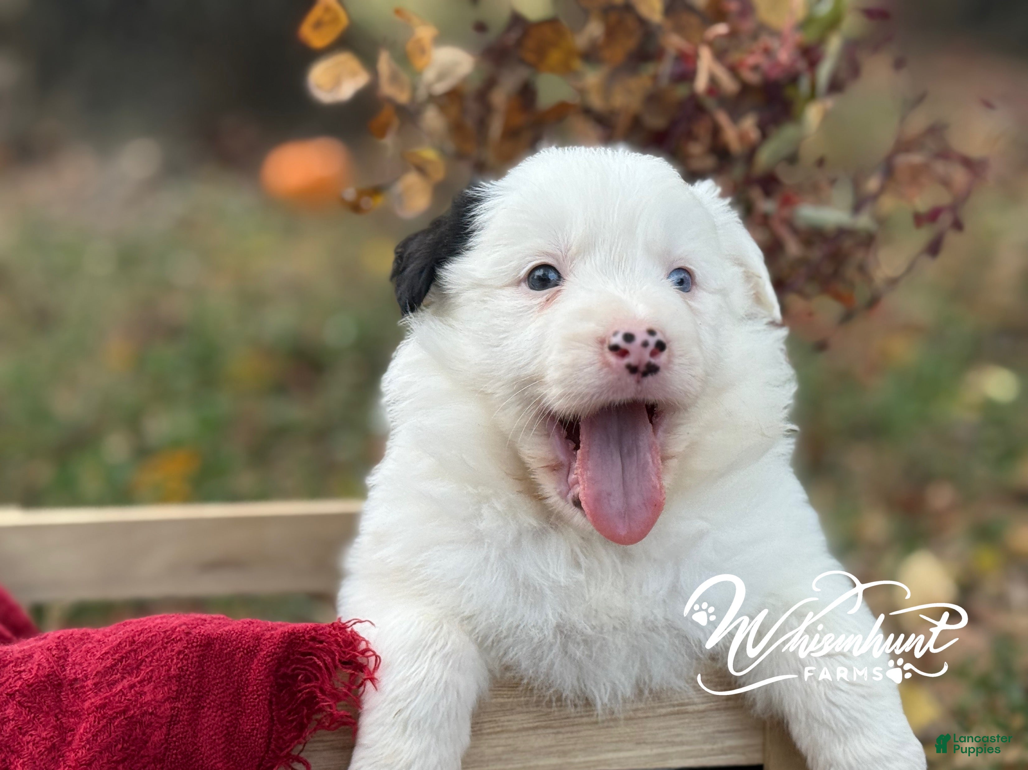 Border Collie dogs for sale: Blue eye - Ad 39