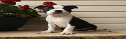 Boston Terrier dogs for sale: Dancer - Ad 1